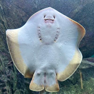 大好きなものに囲まれて生きるエイ
全ては追っていませんが好きな時に好きな物を見たいだけのアカウント
🚫フォロー非推奨🚫