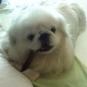 Nicholas Wan - @WanNicholas - Twitter