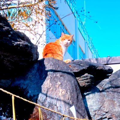 KalleVip's profile picture. 01/関東/🚹/JAM’S🍏/Mrs. GREEN APPLE！！！/ 10/9Harmony🎻