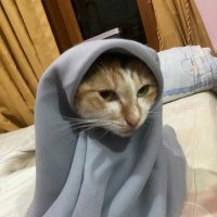 sumayah 𓄹ּ ֶָ֢. (@yourdailyydos3) 's Twitter Profile Photo sumayah 𓄹ּ ֶָ֢. (@yourdailyydos3) 's Twitter Profile Photo