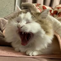 ち っ ち き (@33chiki96) 's Twitter Profile Photo