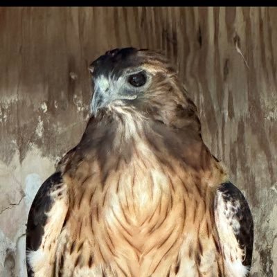 Army National Guard selective reserve Force 1966 1972 11B10🇺🇸 MAGA Conservative! Master Falconer