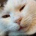 kitty (@kittyofsoft) Twitter profile photo kitty (@kittyofsoft) Twitter profile photo