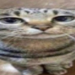 Catfan16005374's profile picture. hai