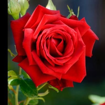 foradeeixo's profile picture. 🥰🥰🥰🥰