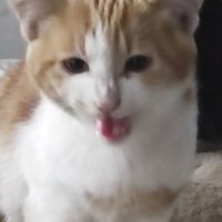The cutest cat in the world (@bdichen213) 's Twitter Profile