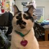 cookietimeultra's profile picture. cookie’s corner / 7 year olde cat / encyclopedia of shanpes / sistor @pennythekittyy / head picture by @catsapphic / forever am missing friends 💜💜