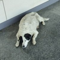 Arda (@spinodesyedek) 's Twitter Profile Photo