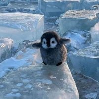 pisx 🐧 (@thescammedboy) 's Twitter Profile