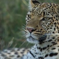 Dr Mark L Levy (@bigcatdoc) 's Twitter Profile