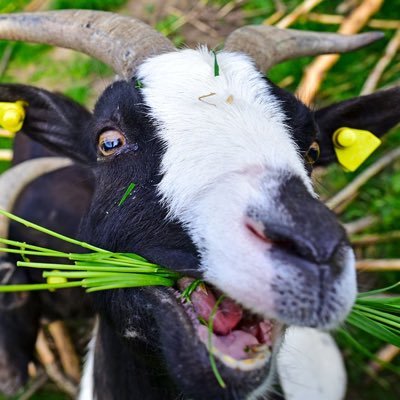 shavediceeeee's profile picture. goat