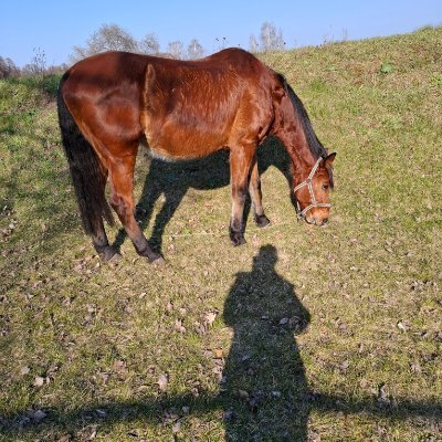 Horst übernimmt kurzerhand den Account.
Der Pferd heißt Horst