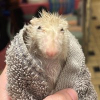 Trash (@thatoneweirdo20) 's Twitter Profile