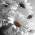 فرز جنوون (@ss___ij) Twitter profile photo فرز جنوون (@ss___ij) Twitter profile photo