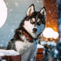 Husky94 (@techcoinx) 's Twitter Profile