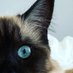 Kimba (@kimba787) Twitter profile photo Kimba (@kimba787) Twitter profile photo