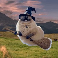 CatTruthSeeker (@cattruthseeker) 's Twitter Profile