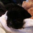 Gena Campbell - @gena_cam - Twitter