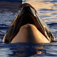メメ (@meme_aqua23) 's Twitter Profile Photo メメ (@meme_aqua23) 's Twitter Profile Photo