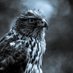 Falcon (@falcon_season) Twitter profile photo Falcon (@falcon_season) Twitter profile photo
