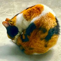 かり@kali_izumi (@gllijcjw2brmlnv) 's Twitter Profile