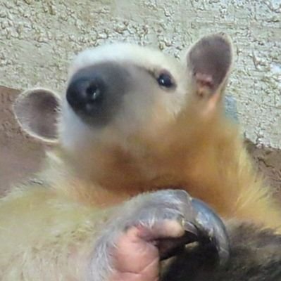 TAKUAN2427's profile picture. 動物との関わりの始まりはお祭りの🐤ちゃん、立派な🐔🐔になりました😊
きっかけは円山動物園、そこから急速に動物園行脚が進み、今はココが一推し&中心の新参者です😊