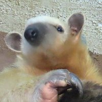 coconatsu0628 (@takuan2427) 's Twitter Profile