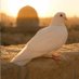 🕊️𝕸𝖆𝖘𝖆𝖑 𝕲𝖎𝖇𝖎🕊️ (@whitedove_00) Twitter profile photo 🕊️𝕸𝖆𝖘𝖆𝖑 𝕲𝖎𝖇𝖎🕊️ (@whitedove_00) Twitter profile photo
