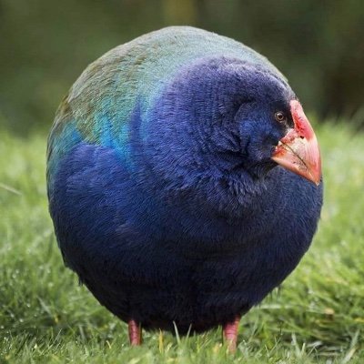 chickenapple33さんのプロフィール画像