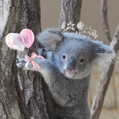 satsuki_may_t's profile picture. 2024年からコアラの可愛さにハマり中(東山の🐨おもち推し)♡ 動植物園に行くのが好き^ ^ 空を見上げるのが好き☆ 花を見るのが好き⌘ カメラは超初心者です🔰 写真はiPhoneの時も 無言でのフォローやいいね失礼いたしますm(_ _)m