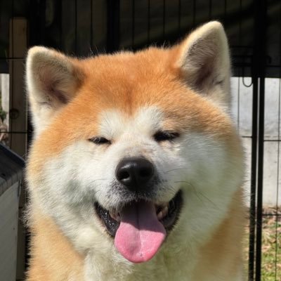 秋田犬(大福♂:2022/8/8🎂 おはぎ♀:2025/5/17🎂)と過ごす手探りな田舎生活をつぶやきます。