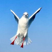 フィニッシャーソルジャー佐賀 (@bestboutshow) Twitter profile photo