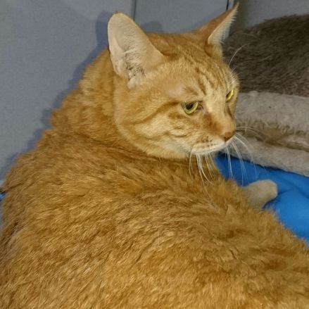 chikulin4's profile picture. 4649 雨嫌い