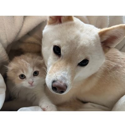 うたたま日記〈白豆柴＆スコティッシュフォールドの日常〉さんのプロフィール画像