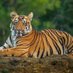 BENGALTIGER (@bengaltige07) Twitter profile photo BENGALTIGER (@bengaltige07) Twitter profile photo