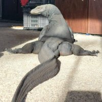 Gigachad ESP (@syntrifyesp) 's Twitter Profile