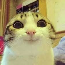 itsmefynn Profile Picture