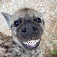 π¦ thegaminghyena π¦ (π dune arc πͺ±) (@crocutamatata) 's Twitter Profile