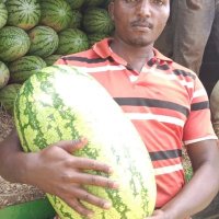 duke the farmer 🍉 (@mwangi89elijah) 's Twitter Profile Photo duke the farmer 🍉 (@mwangi89elijah) 's Twitter Profile Photo