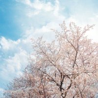 碧 莉都 ✏︎ 小説 (@novel_aoi_rito) 's Twitter Profile Photo 碧 莉都 ✏︎ 小説 (@novel_aoi_rito) 's Twitter Profile Photo