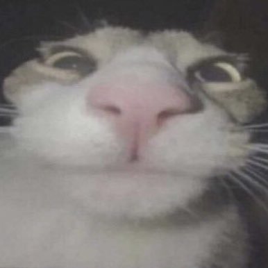 ZinkeryRBLX's profile picture. i eat asbestos