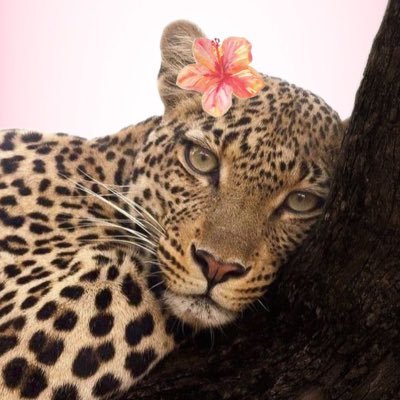 stepnie_sarah's profile picture. falo nada com nada, amo meu time Corinthians e sou estudante chata de direito.