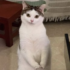 Politekittycat's profile picture. 
