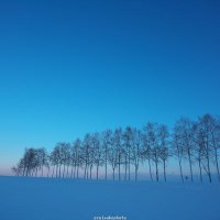 ぴぴ (@piyopina) 's Twitter Profile Photo