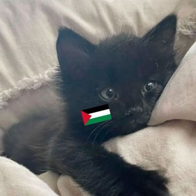 🇵🇸 FREE PALESTINE