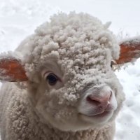lithromantic (@pulenggaier) 's Twitter Profile