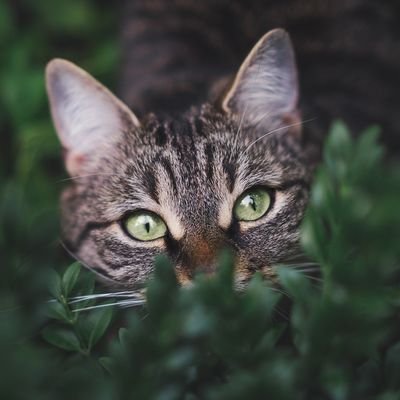 sawara_aroace's profile picture. メンタルヘルス系の相談支援職をしている50代アセクシュアルです。
Aro/Ace関連のnote書いてます。