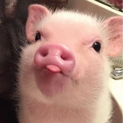 Maguro!さんのプロフィール画像