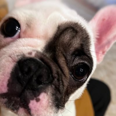ボスとメルエムさんのプロフィール画像