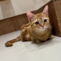 R_ゲムダン3Q-05 (@r_gamecreator) 's Twitter Profile